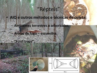 “ Répteis” AIQ e outros métodos e técnicas de coleta; Ambientes terrestres e arborícolas; Armas de fogo – escumilha; “ Funil traps”; 