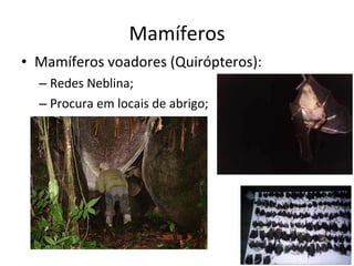 Mamíferos Mamíferos voadores (Quirópteros) : Redes Neblina; Procura em locais de abrigo; 