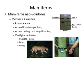 Mamíferos Mamíferos não-voadores: Médios e Grandes Procura ativa; Armadilhas fotográficas; Armas de fogo – tranquilizantes; Vestígios Indiretos; Pegadas - plots; Fezes; Pêlos; 