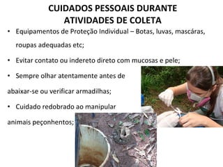 CUIDADOS PESSOAIS DURANTE ATIVIDADES DE COLETA Equipamentos de Proteção Individual – Botas, luvas, mascáras, roupas adequadas etc; Evitar contato ou indereto direto com mucosas e pele; Sempre olhar atentamente antes de  abaixar-se ou verificar armadilhas; Cuidado redobrado ao manipular animais peçonhentos; 