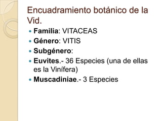 Encuadramiento botánico de la
Vid.
Familia: VITACEAS
 Género: VITIS
 Subgénero:
 Euvites.- 36 Especies (una de ellas
es la Vinífera)
 Muscadiniae.- 3 Especies


 