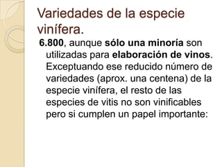 Variedades de la especie
vinífera.
6.800, aunque sólo una minoría son
utilizadas para elaboración de vinos.
Exceptuando ese reducido número de
variedades (aprox. una centena) de la
especie vinífera, el resto de las
especies de vitis no son vinificables
pero si cumplen un papel importante:

 