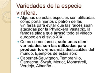 Variedades de la especie
vinífera.
Algunas de estas especies son utilizadas
como portainjertos o patrón de las
viníferas para evitar que las raíces sean
atacadas por la Phylloxera Vastatrix, la
famosa plaga que arrasó todo el viñedo
europeo en el siglo XIX.
 Como comentamos, solo unas cien
variedades son las utilizadas para
producir los vinos más destacables del
mundo. Ejemplos de estas son:
 Cabernet-Sauvignon, Tempranillo,
Garnacha, Syrah, Merlot, Monastrell,
Verdejo, Albariño…


 