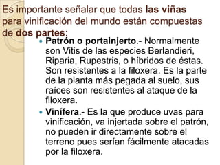 Es importante señalar que todas las viñas
para vinificación del mundo están compuestas
de dos partes:




Patrón o portainjerto.- Normalmente
son Vitis de las especies Berlandieri,
Riparia, Rupestris, o híbridos de éstas.
Son resistentes a la filoxera. Es la parte
de la planta más pegada al suelo, sus
raíces son resistentes al ataque de la
filoxera.
Vinífera.- Es la que produce uvas para
vinificación, va injertada sobre el patrón,
no pueden ir directamente sobre el
terreno pues serían fácilmente atacadas
por la filoxera.

 