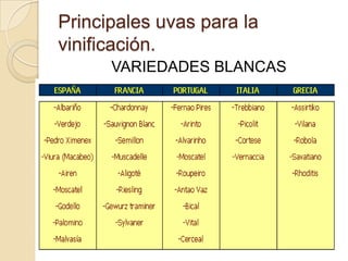 Principales uvas para la
vinificación.
VARIEDADES BLANCAS

 