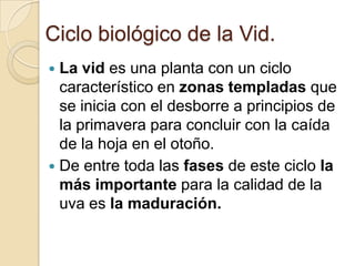 Ciclo biológico de la Vid.
La vid es una planta con un ciclo
característico en zonas templadas que
se inicia con el desborre a principios de
la primavera para concluir con la caída
de la hoja en el otoño.
 De entre toda las fases de este ciclo la
más importante para la calidad de la
uva es la maduración.


 