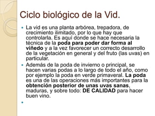 Ciclo biológico de la Vid.
La vid es una planta arbórea, trepadora, de
crecimiento ilimitado, por lo que hay que
controlarla. Es aquí donde se hace necesaria la
técnica de la poda para poder dar forma al
viñedo y a la vez favorecer un correcto desarrollo
de la vegetación en general y del fruto (las uvas) en
particular.
 Además de la poda de invierno o principal, se
hacen varias podas a lo largo de todo el año, como
por ejemplo la poda en verde primaveral. La poda
es una de las operaciones más importantes para la
obtención posterior de unas uvas sanas,
maduras, y sobre todo: DE CALIDAD para hacer
buen vino.




 