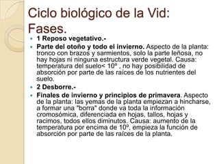 Ciclo biológico de la Vid:
Fases.
1 Reposo vegetativo. Parte del otoño y todo el invierno. Aspecto de la planta:
tronco con brazos y sarmientos, solo la parte leñosa, no
hay hojas ni ninguna estructura verde vegetal. Causa:
temperatura del suelo< 10º , no hay posibilidad de
absorción por parte de las raíces de los nutrientes del
suelo.
 2 Desborre. Finales de invierno y principios de primavera. Aspecto
de la planta: las yemas de la planta empiezan a hincharse,
a formar una "borra" donde va toda la información
cromosómica, diferenciada en hojas, tallos, hojas y
racimos, todos ellos diminutos. Causa: aumento de la
temperatura por encima de 10º, empieza la función de
absorción por parte de las raíces de la planta.


 