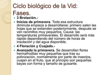 Ciclo biológico de la Vid:
Fases.
3 Brotación.Inicios de primavera. Toda esa estructura
diminuta empieza a desarrollarse: primero salen las
hojas que se extienden posteriormente, después se
ven racimillos muy pequeños. Causa: las
temperaturas primaverales. El desarrollo será más
rápido dependiendo del número de horas de
insolación y del agua disponible.
 4 Floración y Cuajado. Avanzada la primavera. Se desarrollan flores
hermafroditas muy pequeñas que tras su
polinización, normalmente por parte de insectos,
cuajan en el fruto, que al principio son pequeñas
bayas con forma y tamaño de guisante.



 