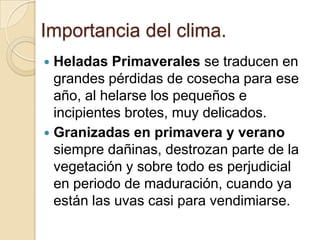 Importancia del clima.
Heladas Primaverales se traducen en
grandes pérdidas de cosecha para ese
año, al helarse los pequeños e
incipientes brotes, muy delicados.
 Granizadas en primavera y verano
siempre dañinas, destrozan parte de la
vegetación y sobre todo es perjudicial
en periodo de maduración, cuando ya
están las uvas casi para vendimiarse.


 