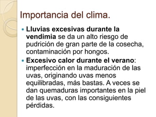 Importancia del clima.
Lluvias excesivas durante la
vendimia se da un alto riesgo de
pudrición de gran parte de la cosecha,
contaminación por hongos.
 Excesivo calor durante el verano:
imperfección en la maduración de las
uvas, originando uvas menos
equilibradas, más bastas. A veces se
dan quemaduras importantes en la piel
de las uvas, con las consiguientes
pérdidas.


 