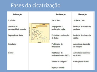 Fases da cicatrização
 