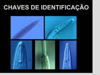 CHAVES DE IDENTIFICAÇÃOCHAVES DE IDENTIFICAÇÃO
 