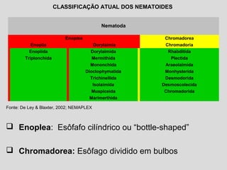 Nematoda
Enoplea Chromadorea
Enoplia Dorylaimia Chromadoria
Enoplida Dorylaimida Rhabditida
Triplonchida Mermithida Plectida
Mononchida Araeolaimida
Dioctophymatida Monhysterida
Trichinellida Desmodorida
Isolaimida Desmoscolecida
Muspiceida Chromadorida
Marimerthida
CLASSIFICAÇÃO ATUAL DOS NEMATOIDES
Fonte: De Ley & Blaxter, 2002; NEMAPLEX
 Enoplea: Esôfafo cilíndrico ou “bottle-shaped”
 Chromadorea: Esôfago dividido em bulbos
 