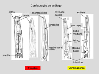Configuração do esôfago
Enoplea Chromadorea
cardia
istmo
intestino
odontoestilete cavidade
buccal
setas
dente
estilete
procorpo
região basal
procorpo
bulbo
mediano
Região
basal
 