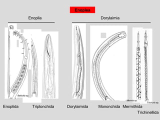Enoplea
Enoplia Dorylaimia
Enoplida Triplonchida Dorylaimida Mononchida
Belbolla sp.
Mermithida
Trichinellida
Mermis sp.
Trichuris sp.
 