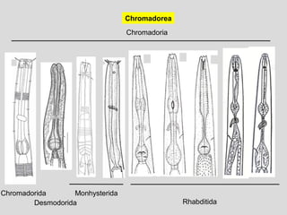 Chromadorea
Chromadoria
Chromadorida
Desmodorida
Monhysterida
Rhabditida
 