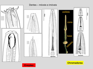 Dentes – móveis e imóveis
Enoplea
Chromadorea
cone
base
nódulos
estilete
 