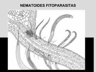 NEMATOIDES FITOPARASITASNEMATOIDES FITOPARASITAS
 