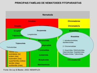 Nematoda
Enoplea Chromadorea
Enoplia Dorylaimia Chromadoria
Enoplida Dorylaimida Rhabditida
Triplonchida Mermithida Plectida
Mononchida Araeolaimida
Dioctophymatida Monhysterida
Trichinellida Desmodorida
Isolaimida Desmoscolecida
Muspiceida Chromadorida
Marimerthida
PRINCIPAIS FAMÍLIAS DE NEMATOIDES FITOPARASITAS
classe (ea)
subclasse (ia)
ordem (ida)
subordem (ina)
superfamilia (oidea)
familia (idae)
subfamilia (inae)
Fonte: De Ley & Blaxter, 2002; NEMAPLEX
Triplonchida
Trichodoridae
Dorylaimida
Longidoridae
Rhabditida
1. Aphelenchoididae,
Aphelenchidae
2. Criconematidae
3. Anguinidae, Dolichodoridae,
Heteroderidae, Hoplolaimidae,
Pratylenchidae, Tylenchidae
 