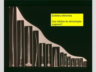 Estiletes diferentes
Que hábitos de alimentação
sugerem?
 