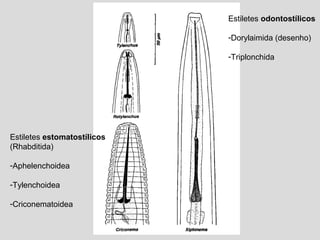 Estiletes estomatostílicos
(Rhabditida)
-Aphelenchoidea
-Tylenchoidea
-Criconematoidea
Estiletes odontostílicos
-Dorylaimida (desenho)
-Triplonchida
 