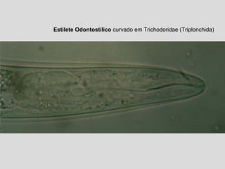 Estilete Odontostílico curvado em Trichodoridae (Triplonchida)
 