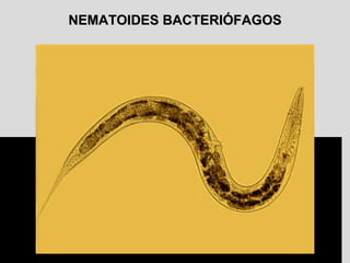 NEMATOIDES BACTERIÓFAGOSNEMATOIDES BACTERIÓFAGOS
 