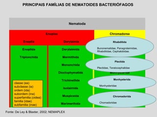 Nematoda
Enoplea Chromadorea
Enoplia Dorylaimia Chromadoria
Enoplida Dorylaimida Rhabditida
Triplonchida Mermithida Plectida
Mononchida Araeolaimida
Dioctophymatida Monhysterida
Trichinellida Desmodorida
Isolaimida Desmoscolecida
Muspiceida Chromadorida
Marimerthida
PRINCIPAIS FAMÍLIAS DE NEMATOIDES BACTERIÓFAGOS
classe (ea)
subclasse (ia)
ordem (ida)
subordem (ina)
superfamilia (oidea)
familia (idae)
subfamilia (inae)
Fonte: De Ley & Blaxter, 2002; NEMAPLEX
Rhabditida
Bunonematidae, Panagrolaimidae,
Rhabditidae, Cephalobidae.
Plectida
Plectidae, Teratocephalidae
Monhysterida
Monhysteridae
Chromadorida
Chomadoridae
 
