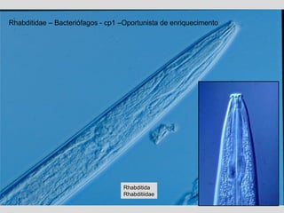 Rhabditidae – Bacteriófagos - cp1 –Oportunista de enriquecimento
Rhabditida
Rhabditiidae
 