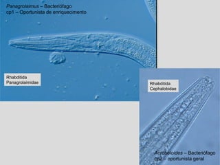 Panagrolaimus – Bacteriófago
cp1 – Oportunista de enriquecimento
Rhabditida
Panagrolaimidae Rhabditida
Cephalobidae
Acrobeloides – Bacteriófago
cp2 – oportunista geral
 