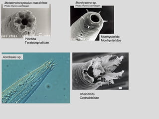 Metateratocephalus crassidens
Photo: Hanny van Megen
Monhystera sp.
Photo: Hanny van Megen
Plectida
Teratocephalidae
Monhysterida
Monhysteridae
Rhabditida
Cephalobidae
Acrobeles sp.
 