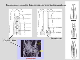 Cephalobidae
Rhabditidae
Bacteriófagos: exemplos dos estomas e ornamentações na cabeça
 