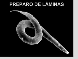 PREPARO DE LÂMINASPREPARO DE LÂMINAS
 