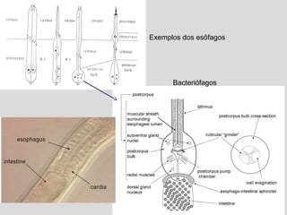 Exemplos dos esôfagos
Bacteriófagos
 