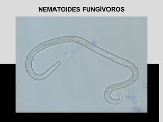 NEMATOIDES FUNGÍVOROSNEMATOIDES FUNGÍVOROS
 