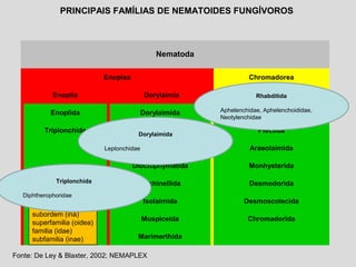 Nematoda
Enoplea Chromadorea
Enoplia Dorylaimia Chromadoria
Enoplida Dorylaimida Rhabditida
Triplonchida Mermithida Plectida
Mononchida Araeolaimida
Dioctophymatida Monhysterida
Trichinellida Desmodorida
Isolaimida Desmoscolecida
Muspiceida Chromadorida
Marimerthida
PRINCIPAIS FAMÍLIAS DE NEMATOIDES FUNGÍVOROS
classe (ea)
subclasse (ia)
ordem (ida)
subordem (ina)
superfamilia (oidea)
familia (idae)
subfamilia (inae)
Fonte: De Ley & Blaxter, 2002; NEMAPLEX
Dorylaimida
Leptonchidae
Rhabditida
Aphelenchidae, Aphelenchoididae,
Neotylenchidae
Triplonchida
Diphtherophoridae
 