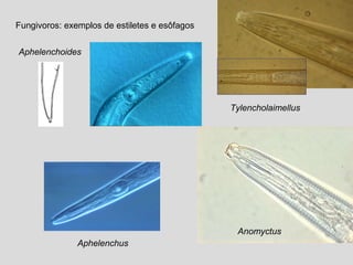 Fungivoros: exemplos de estiletes e esôfagos
Aphelenchoides
Aphelenchus
Tylencholaimellus
Anomyctus
 