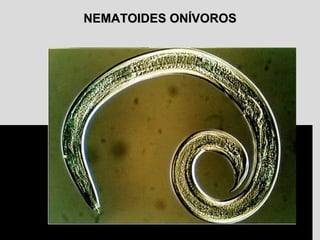 NEMATOIDES ONÍVOROSNEMATOIDES ONÍVOROS
 