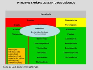 Nematoda
Enoplea Chromadorea
Enoplia Dorylaimia Chromadoria
Enoplida Dorylaimida Rhabditida
Triplonchida Mermithida Plectida
Mononchida Araeolaimida
Dioctophymatida Monhysterida
Trichinellida Desmodorida
Isolaimida Desmoscolecida
Muspiceida Chromadorida
Marimerthida
PRINCIPAIS FAMÍLIAS DE NEMATOIDES ONÍVOROS
classe (ea)
subclasse (ia)
ordem (ida)
subordem (ina)
superfamilia (oidea)
familia (idae)
subfamilia (inae)
Fonte: De Ley & Blaxter, 2002; NEMAPLEX
Dorylaimida
Dorylaimidae, Nordiidae,
Thornenematidae
 