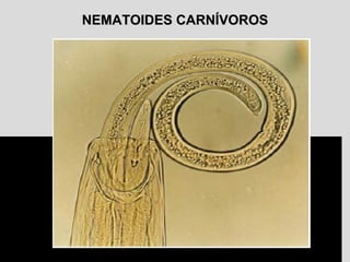 NEMATOIDES CARNÍVOROSNEMATOIDES CARNÍVOROS
 