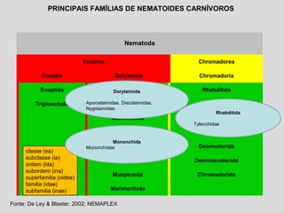 Nematoda
Enoplea Chromadorea
Enoplia Dorylaimia Chromadoria
Enoplida Dorylaimida Rhabditida
Triplonchida Mermithida Plectida
Mononchida Araeolaimida
Dioctophymatida Monhysterida
Trichinellida Desmodorida
Isolaimida Desmoscolecida
Muspiceida Chromadorida
Marimerthida
PRINCIPAIS FAMÍLIAS DE NEMATOIDES CARNÍVOROS
classe (ea)
subclasse (ia)
ordem (ida)
subordem (ina)
superfamilia (oidea)
familia (idae)
subfamilia (inae)
Fonte: De Ley & Blaxter, 2002; NEMAPLEX
Dorylaimida
Aporcelaimidae, Discolaimidae,
Nygolaimidae.
Mononchida
Mononchidae
Rhabditida
Tylenchidae
 