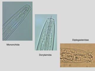 Mononchida
Dorylaimida
Diplogasteridae
 