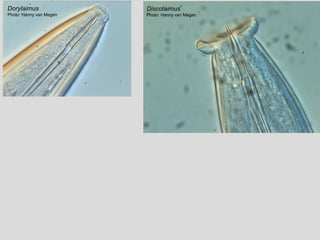 Dorylaimus
Photo: Hanny van Megen
Discolaimus
Photo: Hanny van Megen
 