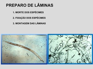PREPARO DE LÂMINAS
1. MORTE DOS ESPÉCIMES
2. FIXAÇÃO DOS ESPÉCIMES
3. MONTAGEM DAS LÂMINAS
 