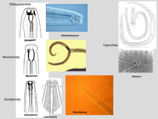 Odontopharynx
Seinura
Discolaimus
Labronema
Mononchida
Diplogasteridae
Dorylaimida
Tylenchida
 