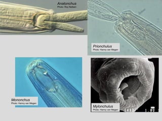 Anatonchus
Photo: Roy Neilsen
Prionchulus
Photo: Hanny van Megen
Mylonchulus
Photo: Hanny van Megen
Mononchus
Photo: Hanny van Megen
 