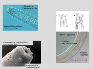 Choanolaimus psammophilus
Photo: Hanny van Megen
ingested
prey nematode➙
Tripylina ixayocense
Photo: Ignacio Cid del Pradu
Mononchoides striatus
Photo: Hanny van Megen
Rhabditida
Diplogasteridae
Enoplida
Tripylidae
Chromadorida
Choanolaimidae
 