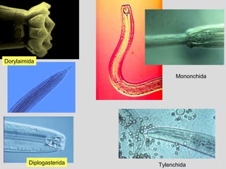 Dorylaimida
Tylenchida
Mononchida
Diplogasterida
 