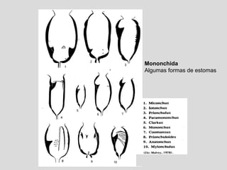 Mononchida
Algumas formas de estomas
 